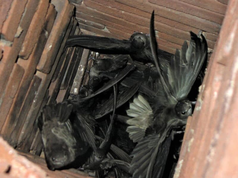 Trapped Bird in Chimneys