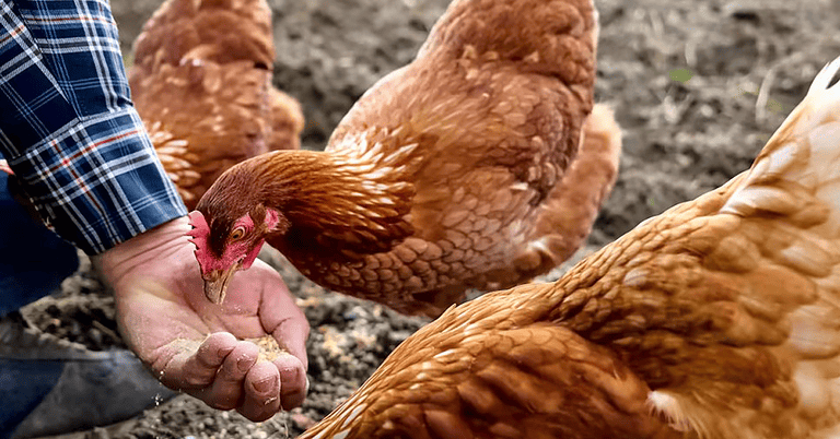 Why Does My Chicken Peck Me