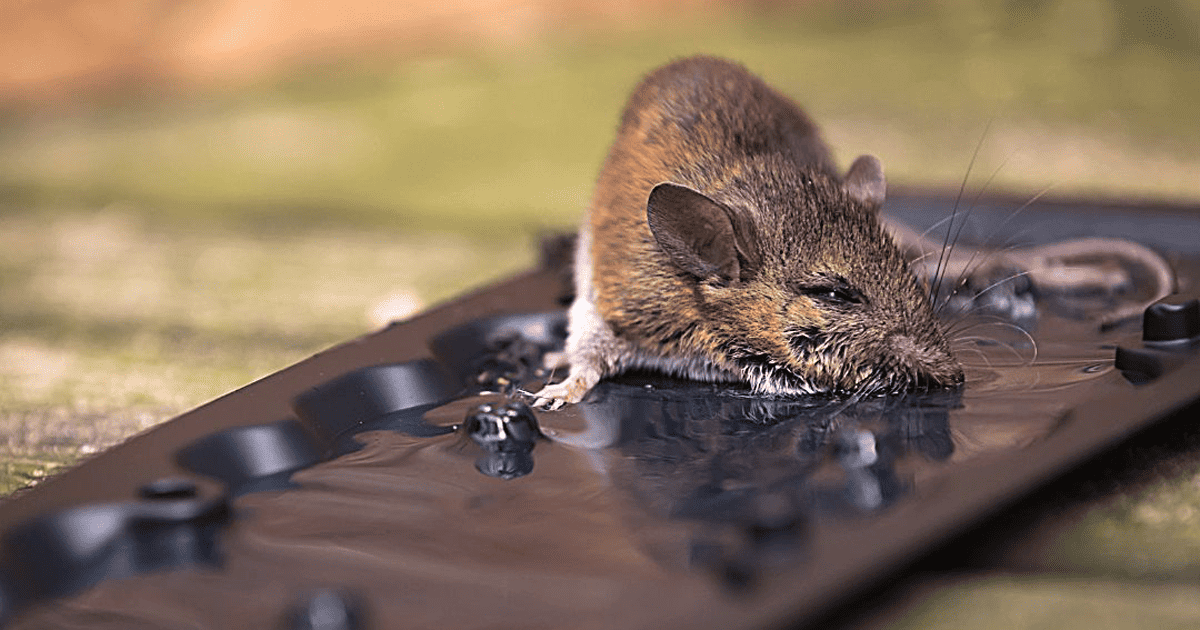 How To Tell How Long A Mouse Has Been Dead