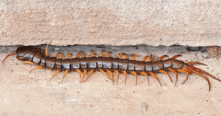 Why Are There So Many Centipedes In My House