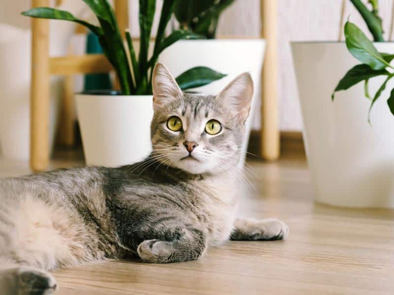 are banana trees poisonous to cats