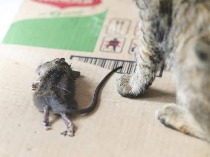 how to tell how long a mouse has been dead in your house