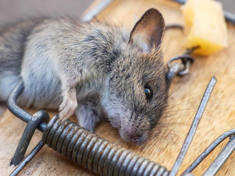 how to tell how long a mouse has been dead