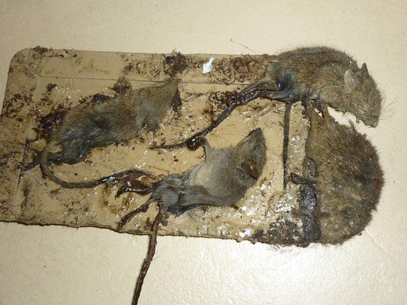 How To Tell How Long A Mouse Has Been Dead