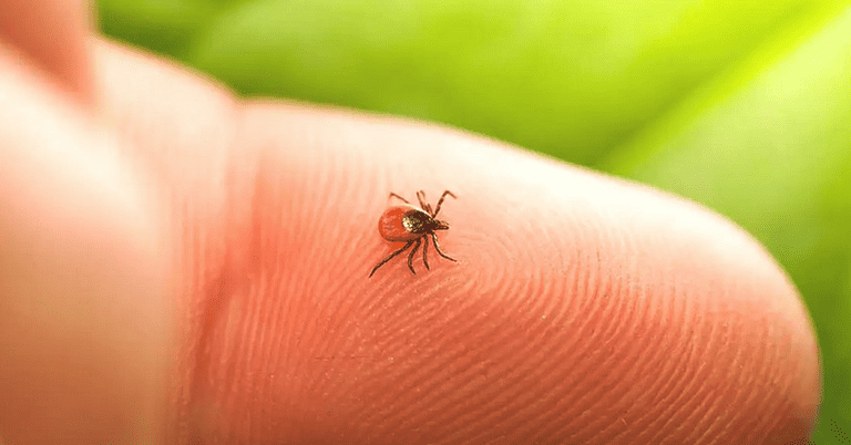Do Ticks Come Out In The Rain