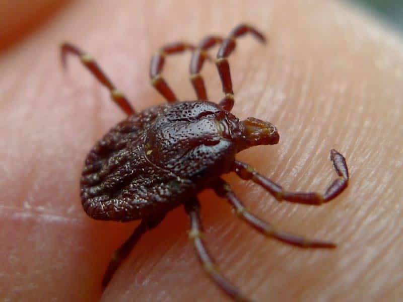 do ticks come out at night