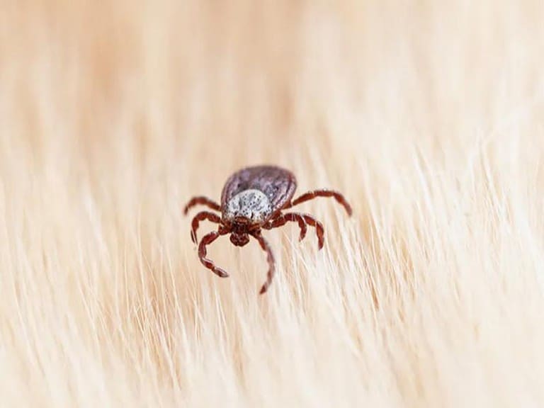 Do Ticks Come Out In The Rain