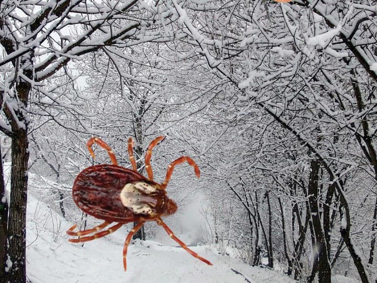 Do Ticks Come Out In The Rain