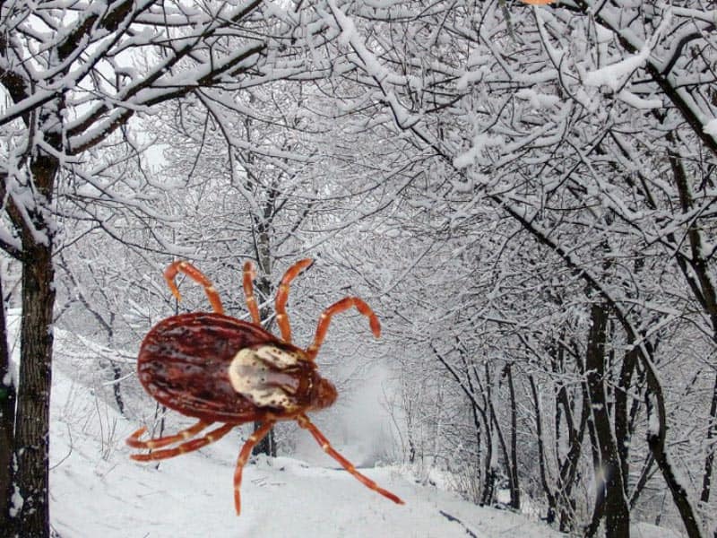 do ticks come out in the winter