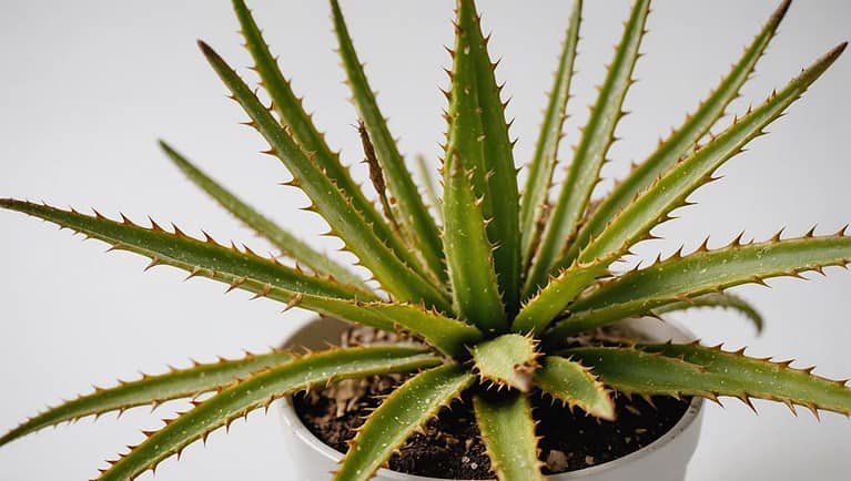 aloe plant browning leaves