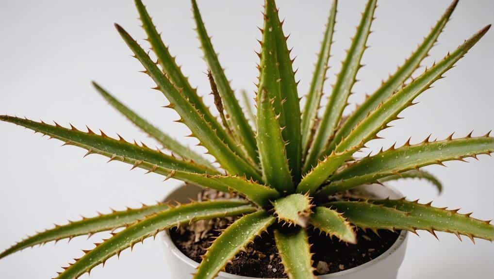 aloe plant browning leaves