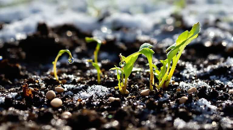 timing is crucial gardening