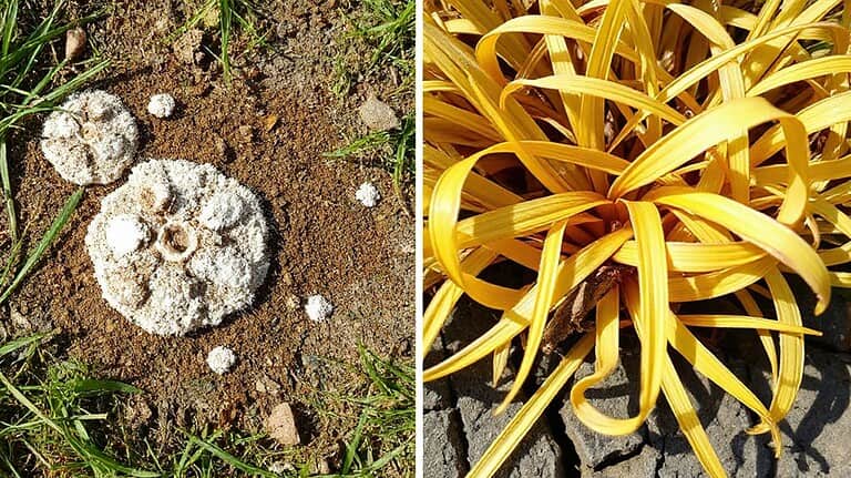 fungus or drought stress