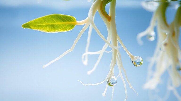 survival duration without soil