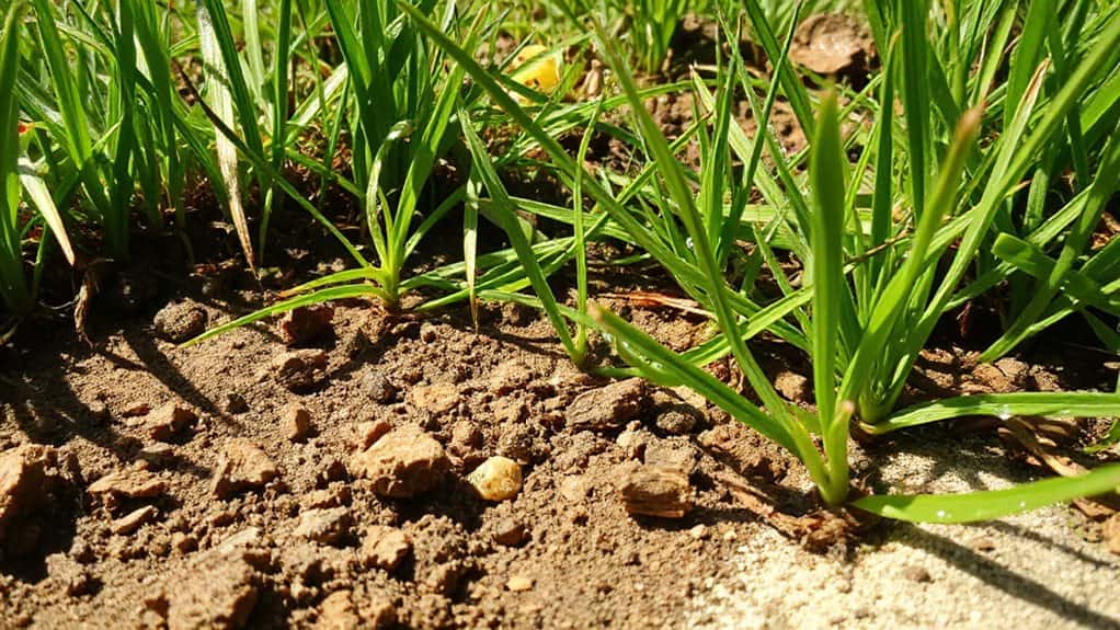 early detection saves turf health