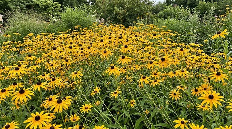 controlling invasive black eyed susans