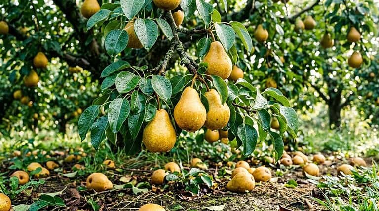 pear tree fruit drop