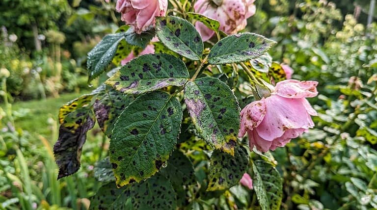rose black spot treatment